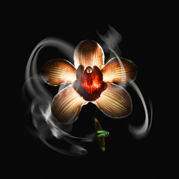 Photograph Jonathan Knowles Orchid on One Eyeland